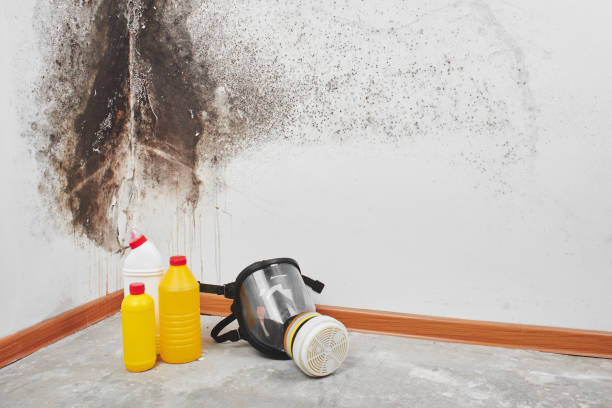 Best Emergency Mold Removal  in Oak Brook, IL