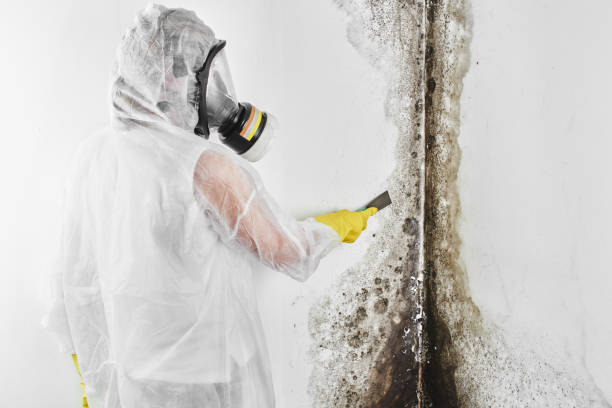 Mold Testing and Removal in Oak Brook, IL