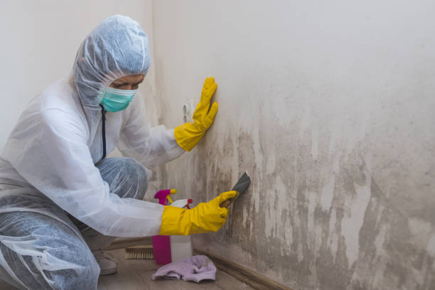 Best Commercial Mold Removal  in Oak Brook, IL