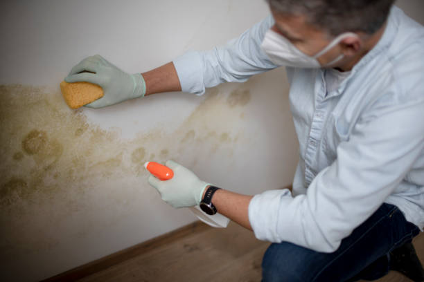Best Crawl Space Mold Removal  in Oak Brook, IL