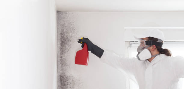 Best Office Mold Removal Services  in Oak Brook, IL