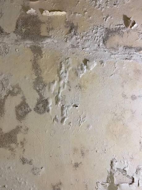 Best Mold Remediation  in Oak Brook, IL